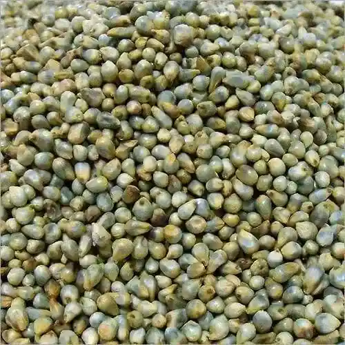Bajra / Pearl Millet Whole - Grains & Flours - NPOP - Jaipur