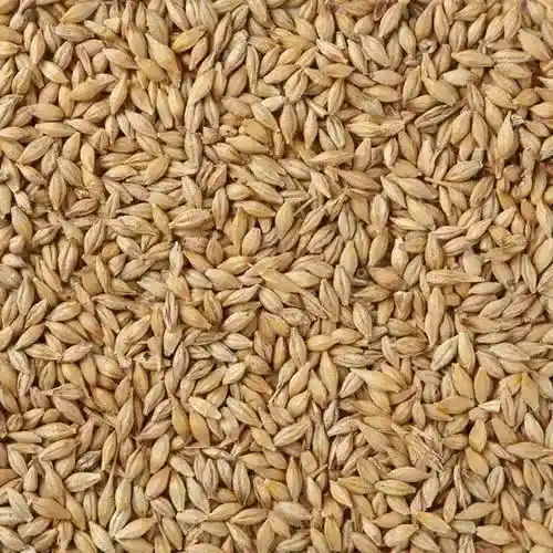 Barley Grain/Jau/Barley With Husk  - Grains & Flours - NPOP - Jaipur