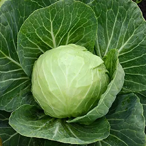 Cabbage - Vegetables - PGS - Pune