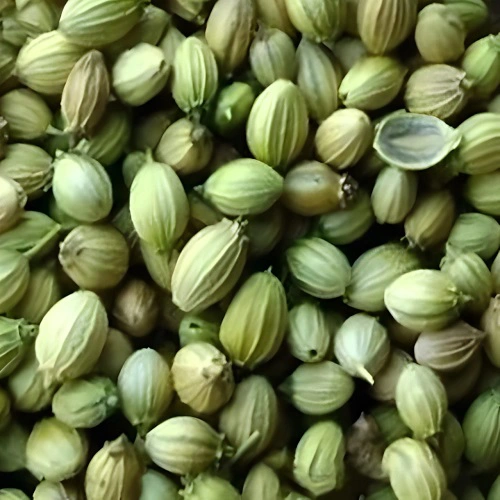 Dhania/Coriander Seeds - Parrot - Spices - NPOP - Kota