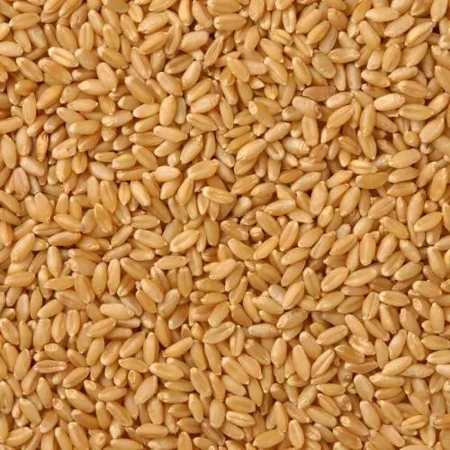Wheat Lokwan - Grains & Flours - NPOP - Pune