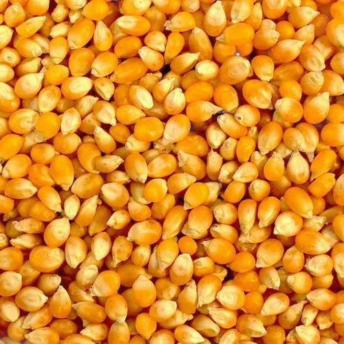 Makka/Maize Whole  - Grains & Flours - NPOP - Jaipur