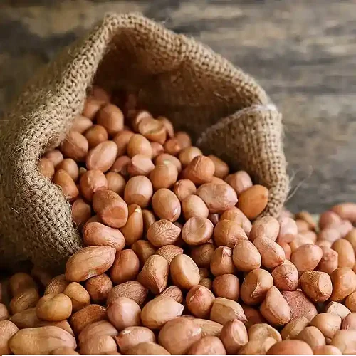 Groundnut/Peanuts - Pulses - NPOP - Pune