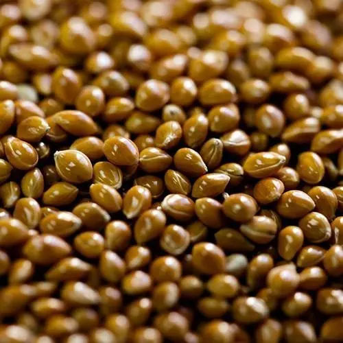 Varai/Proso Millet  - Grains & Flours  - NPOP - Sri Ganganagar