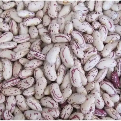 Rajma Chitra/Red Kidney Beans (Chitra) - Pulses - NPOP - Pune