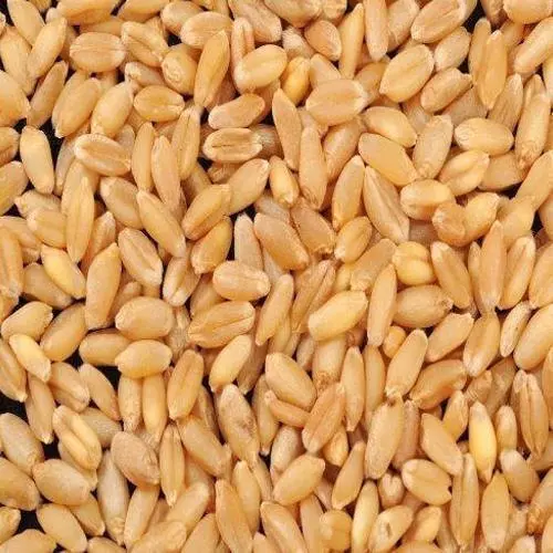 Wheat Sharbati - Grains & Flours - NPOP - Pune