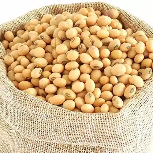Soyabean Whole  - Pulses - NPOP - Beed