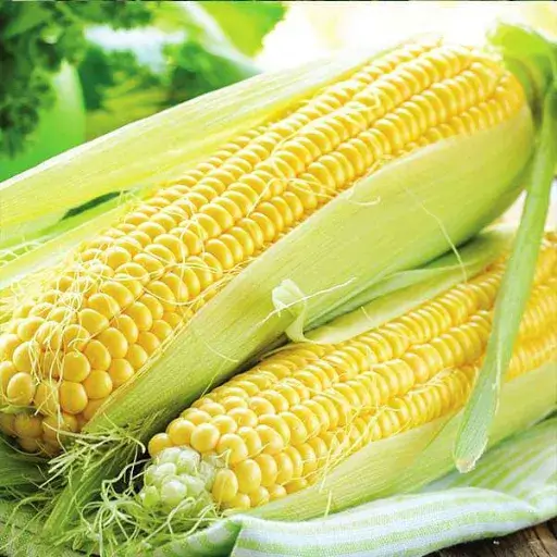 Sweet corn - Vegetables - PGS - Pune