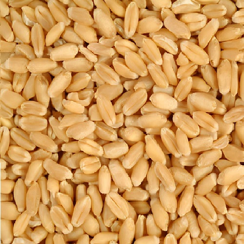 Whole Wheat Grain Kota - Grains & Flours - NPOP - Kota