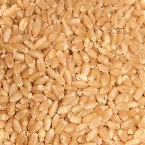 Whole Wheat Grain RJ 1482  - Grains & Flours - NPOP - Jaipur